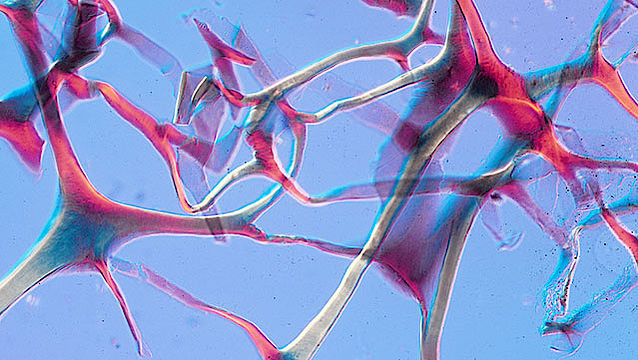 LifeMatrix – Tissue-engineered Matrices to Regenerate the Human Heart